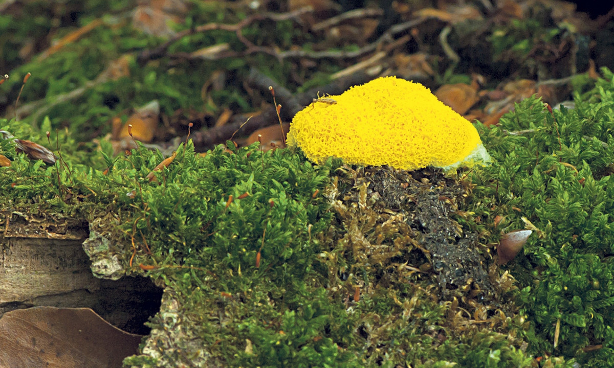 Vì thế, cá thể còn lại sẽ biết cách vượt chướng ngại vật ngay tức thì. (Nguồn: JDD)