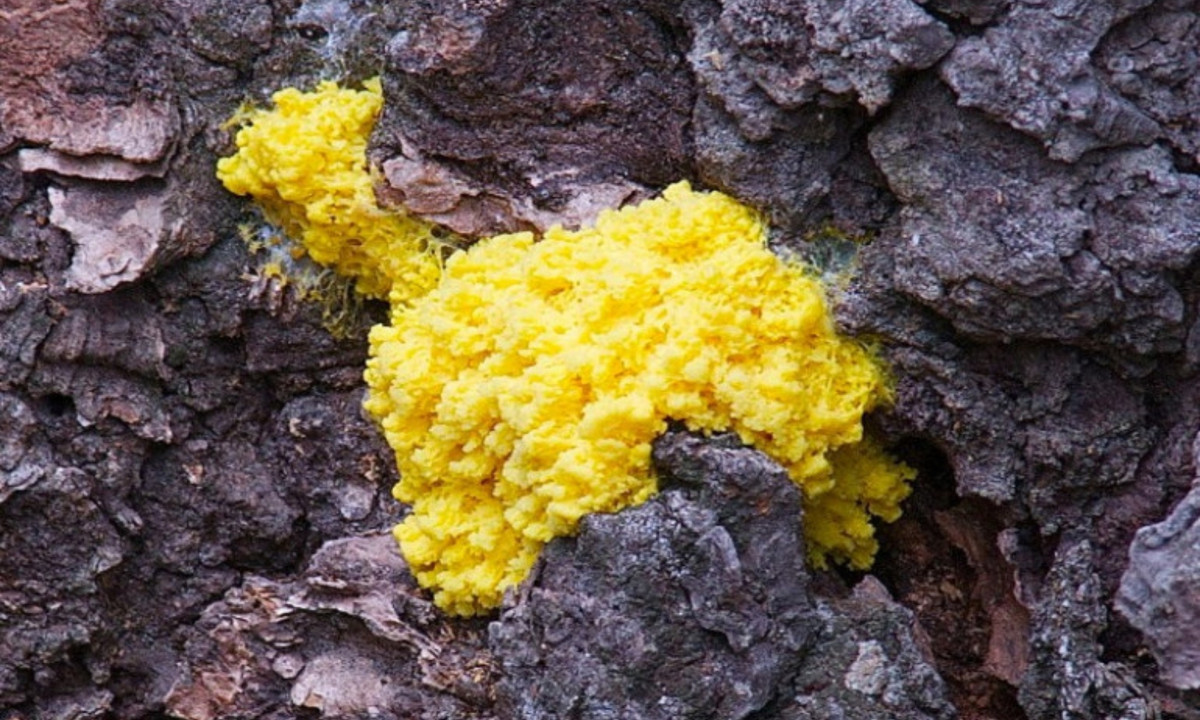 Nếu hợp nhất 2 blob với nhau, cá thể đã học sẽ truyền kiến thức cho cá thể còn lại. (Nguồn: RTL) 