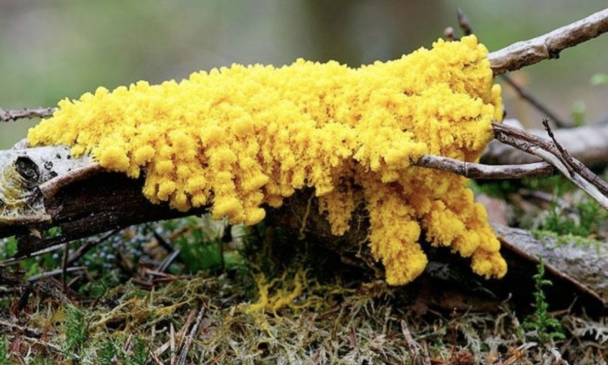 Mặc dù không có miệng, bao tử và mắt, sinh vật nhỏ này có thể phát hiện và tiêu hóa thức ăn. (Nguồn: VTC News) 