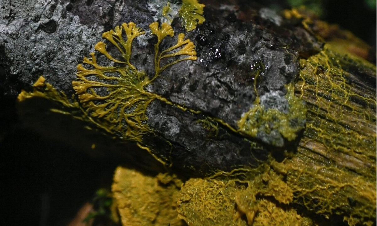 Theo Reuters, sinh vật đơn bào màu vàng được gọi là blob. (Nguồn: baotintuc.vn)