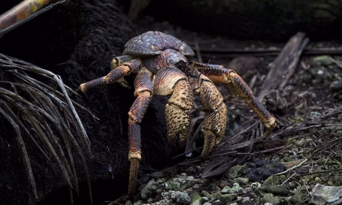 Cặp càng lớn của nó khỏe tới mức có thể nâng được 28 kg và tách vỏ những quả dừa cứng. (Living Oceans Foundation)