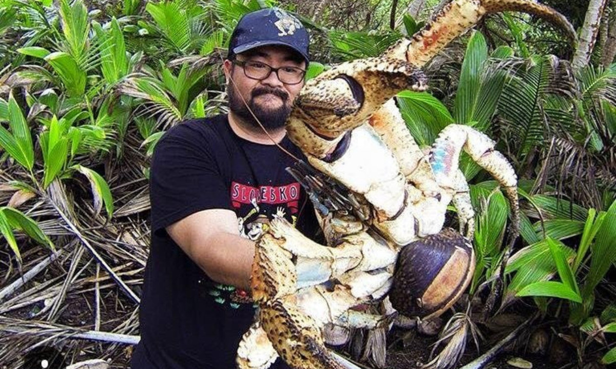 Một lý do khác dẫn đến cặp càng khỏe ở cua dừa là tự vệ. (Nguồn: UPI)