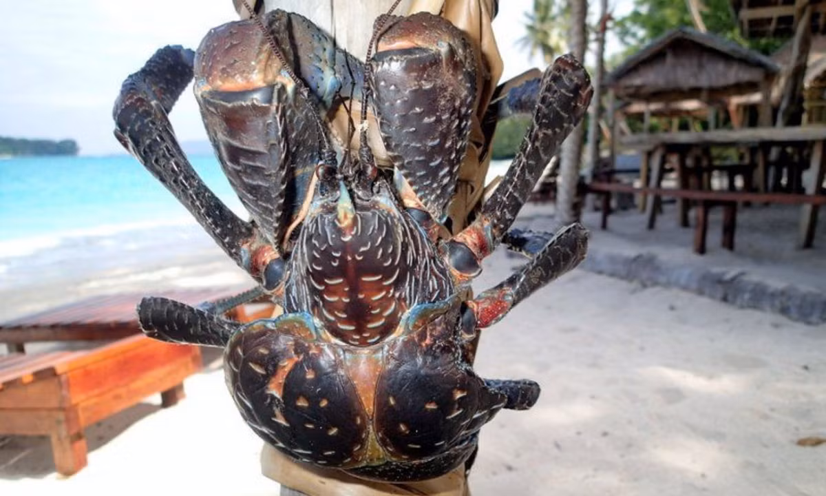 Chúng cũng ăn xác động vật chết, sử dụng cặp càng để nghiền gãy xương. (Nguồn: Pinterest)