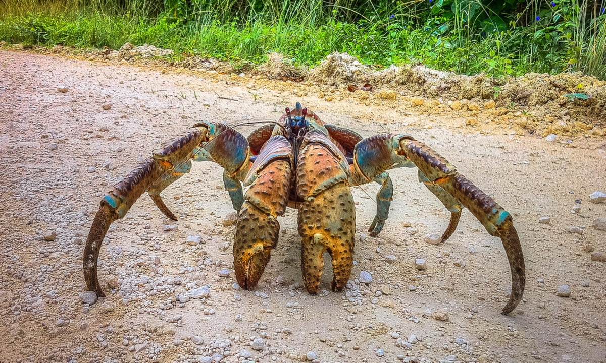 Những con cua trưởng thành không có vỏ để trú ngụ và phải dựa vào lớp vỏ ngoài cứng tạo từ canxi hóa, có tác dụng bảo vệ kém hơn. Do đó, chúng cần phát triển cặp càng khỏe để xua đuổi kẻ thù. (Nguồn: Flickr)
