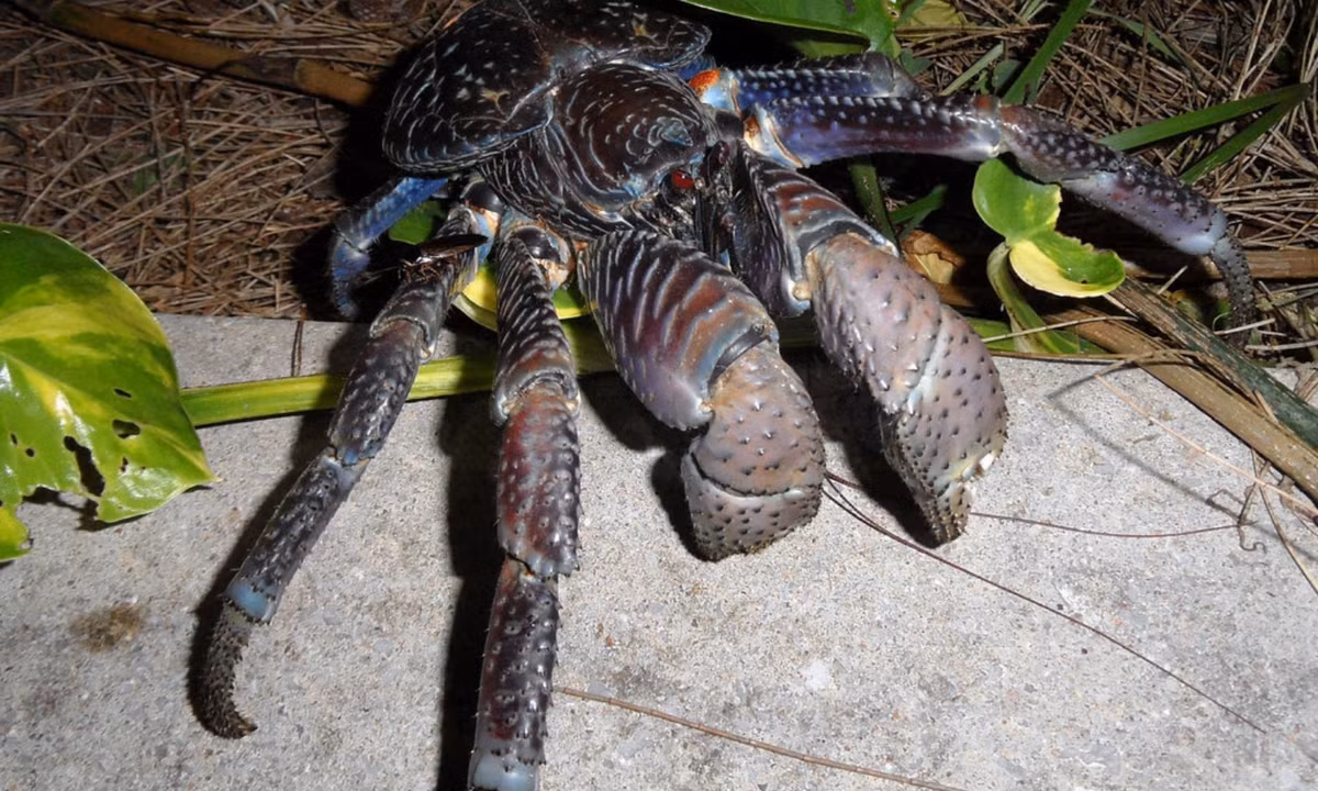 Trên đảo Okinawa không có cây dừa, vì vậy những con cua dùng càng tách hạt và trái cây cứng thuộc chi dứa dại. (Nguồn: Flickr)