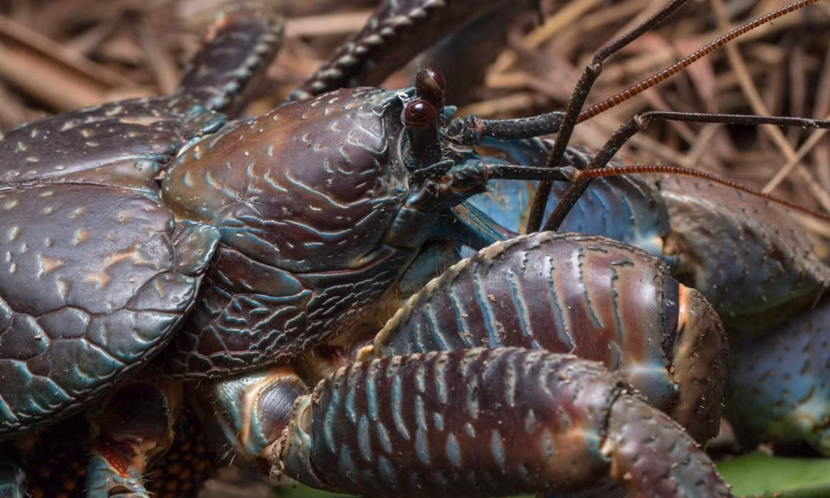 Jakob Krieger ở Đại học Greifswald, Đức, nghiên cứu cua dừa trên đảo Giáng sinh ở Ấn Độ Dương và phát hiện chúng săn những loài cua sống trên cạn khác như cua đỏ (Gecarcoidea natalis). "Chế độ ăn của cua dừa thúc đẩy chúng tiến hóa cặp càng khỏe hơn", Krieger nhận xét. (Nguồn: Flickr)