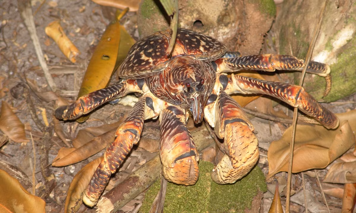 Một con cua dừa cỡ lớn nhất nặng 4 kg có thể tạo ra lực cắp lên trên 3.300 newton. L (Nguồn: Wikipedia)