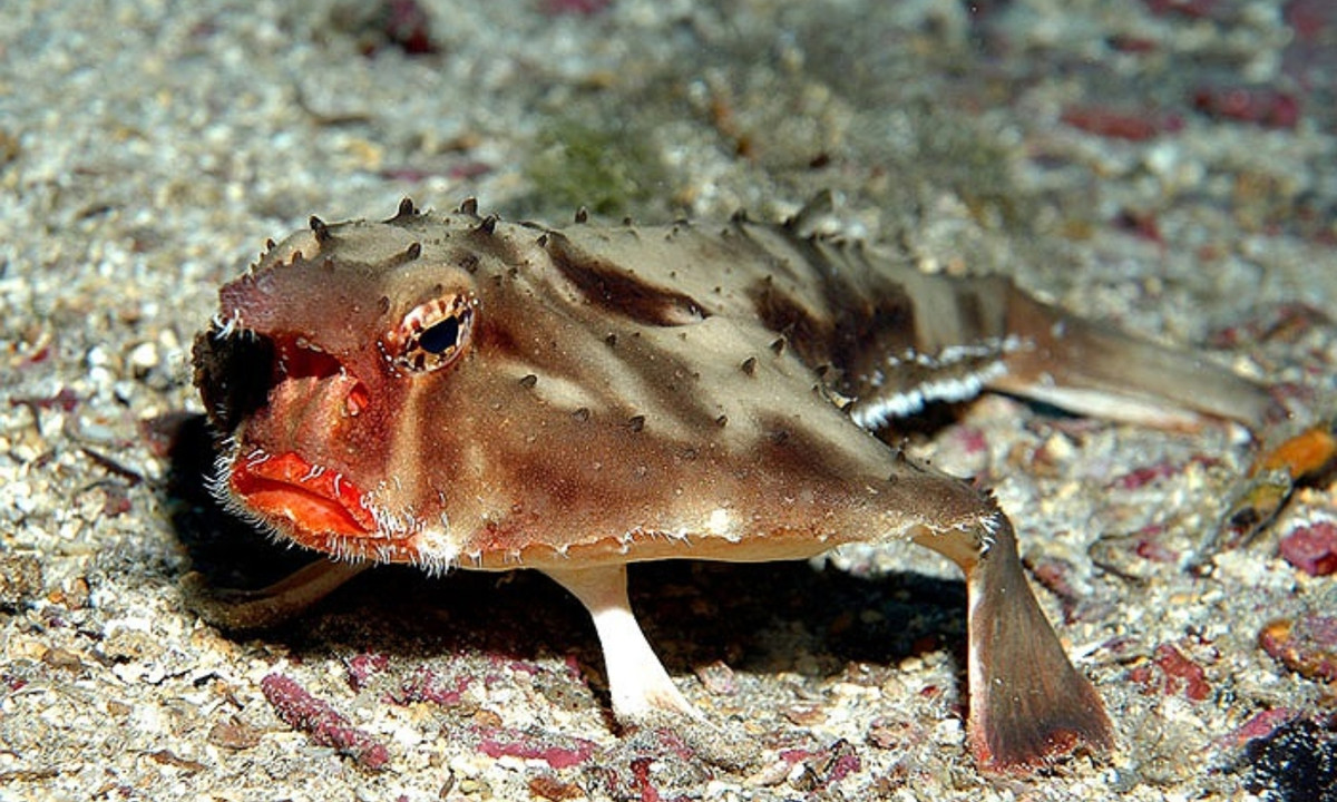 Cá dơi môi đỏ được phát hiện ở các vùng biển nhiệt đới nhiều cát và sỏi. (Nguồn: vtc.vn)