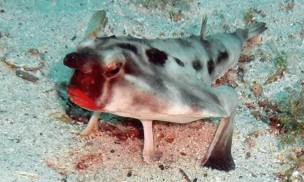 Chúng nổi bật và đáng chú ý với cặp môi đỏ lừ, chẳng khác nào cặp môi của thiếu nữ được tô son hấp dẫn. (Nguồn: Galapatours) 