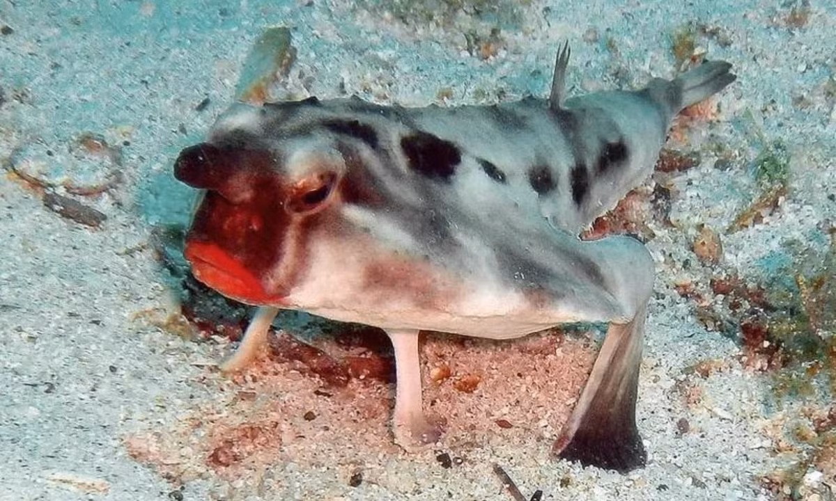 Chúng nổi bật và đáng chú ý với cặp môi đỏ lừ, chẳng khác nào cặp môi của thiếu nữ được tô son hấp dẫn. (Nguồn: Galapatours) 