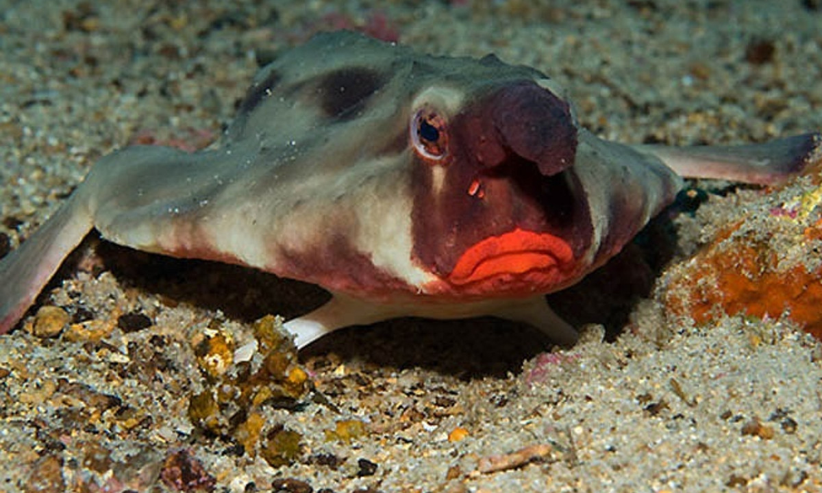 Chúng thuộc bộ cá săn mồi, hay cá thợ săn. Ngoài việc ẩn mình tấn công bất ngờ con mồi, chúng còn dùng mồi nhử để thu hút con mồi. (Nguồn: vtc.vn)