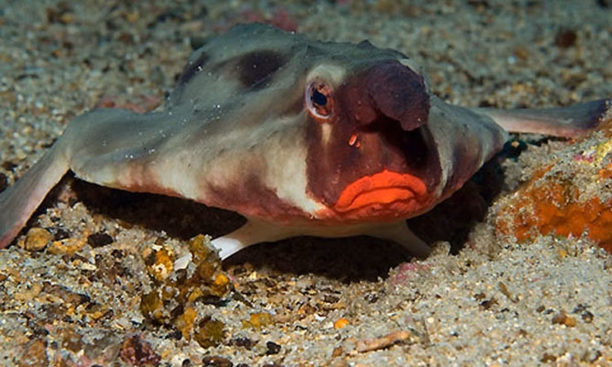 Chúng thuộc bộ cá săn mồi, hay cá thợ săn. Ngoài việc ẩn mình tấn công bất ngờ con mồi, chúng còn dùng mồi nhử để thu hút con mồi. (Nguồn: vtc.vn)