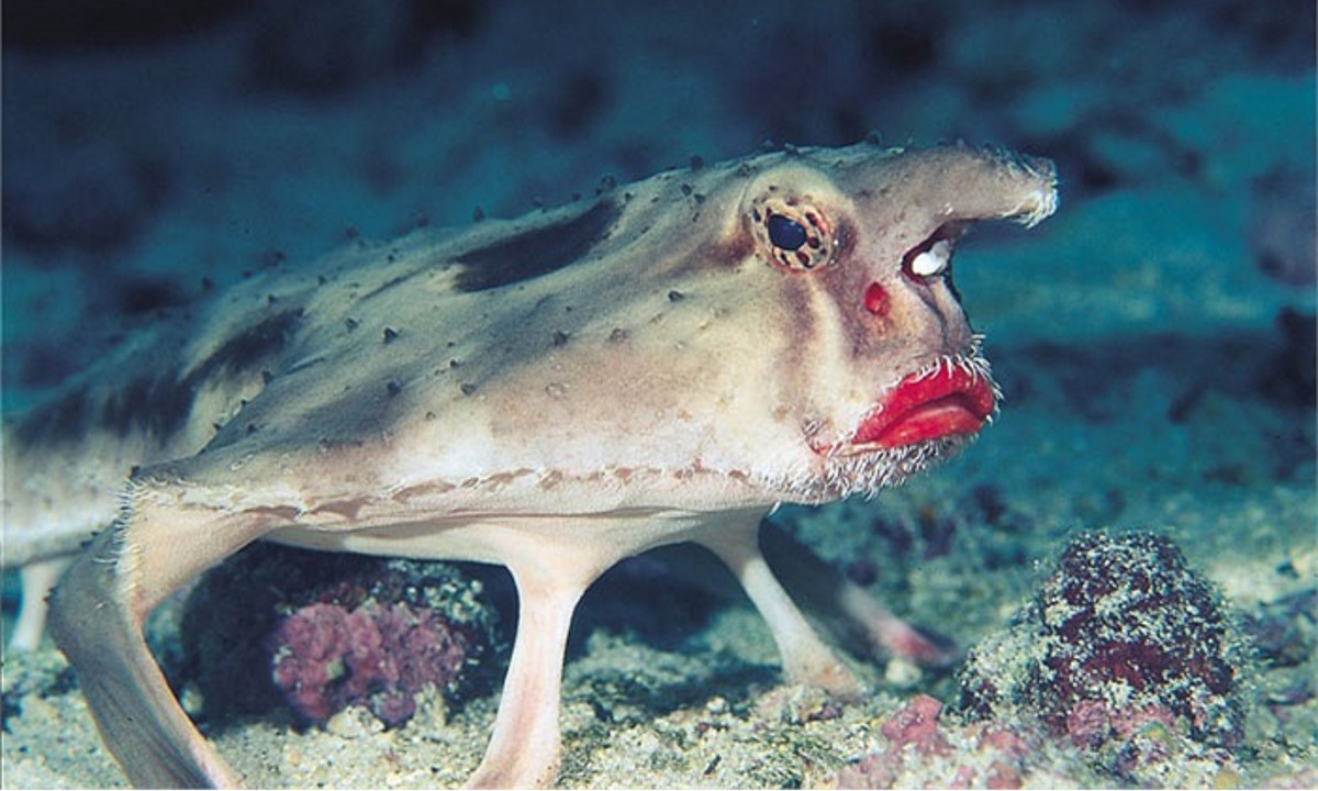 Vây bụng đã phát triển mạnh, trở thành những cái chân vững chãi. Vây ngực dài ra như cánh tay để giữ thăng bằng. (Nguồn: vtc.vn)