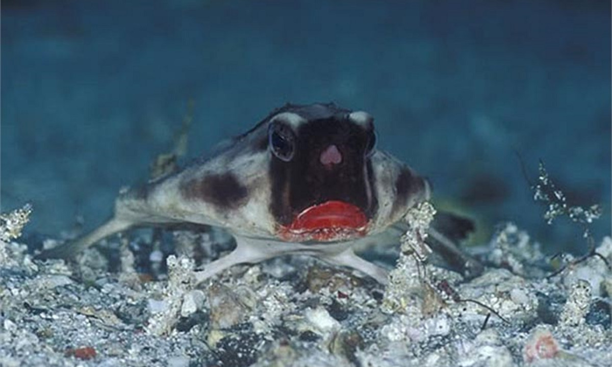 Những chú cá nhỏ, tôm, giáp xác thấy cái môi đỏ lại ngỡ mồi ngon liền tiến đến đánh chén. Nhưng chúng đâu biết rằng, cái miệng đỏ chót đáng yêu ấy sẽ nhanh như chớp nuốt gọn. (Nguồn: vtc.vn)