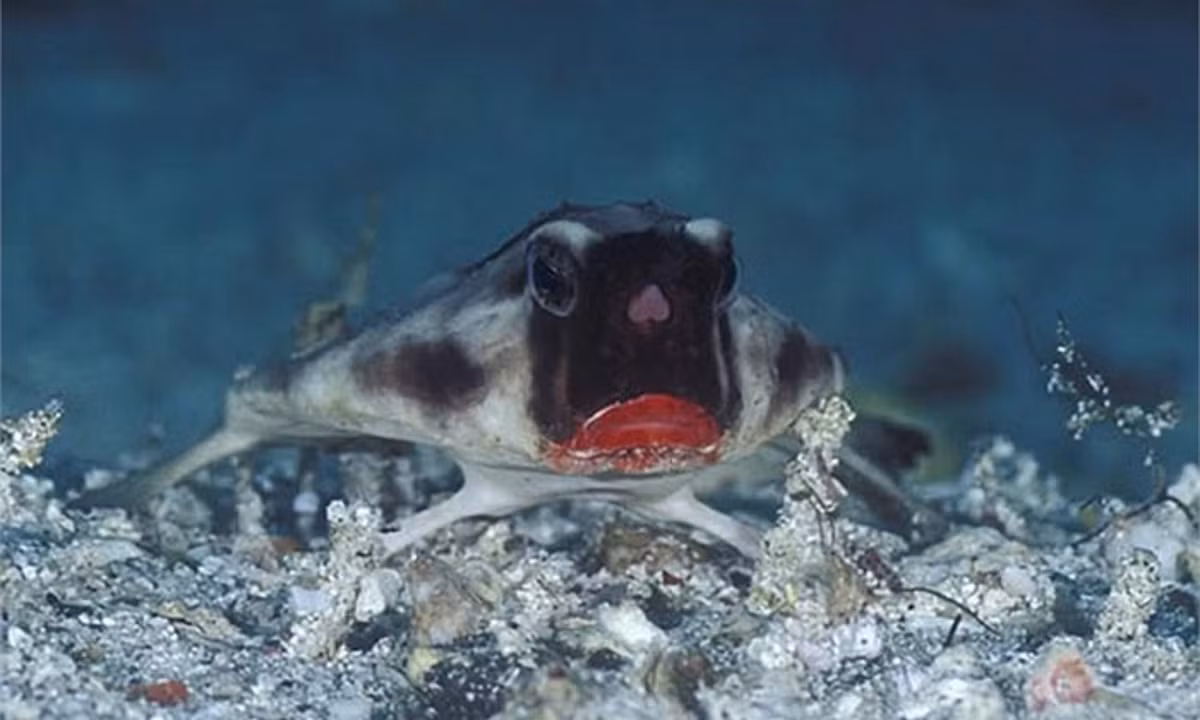 Những chú cá nhỏ, tôm, giáp xác thấy cái môi đỏ lại ngỡ mồi ngon liền tiến đến đánh chén. Nhưng chúng đâu biết rằng, cái miệng đỏ chót đáng yêu ấy sẽ nhanh như chớp nuốt gọn. (Nguồn: vtc.vn)