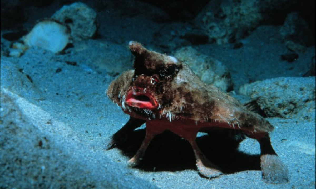 Chúng cũng giống những chiếc máy bay không người lái trong các bộ phim viễn tưởng của Mỹ. (Nguồn: Wikipedia)