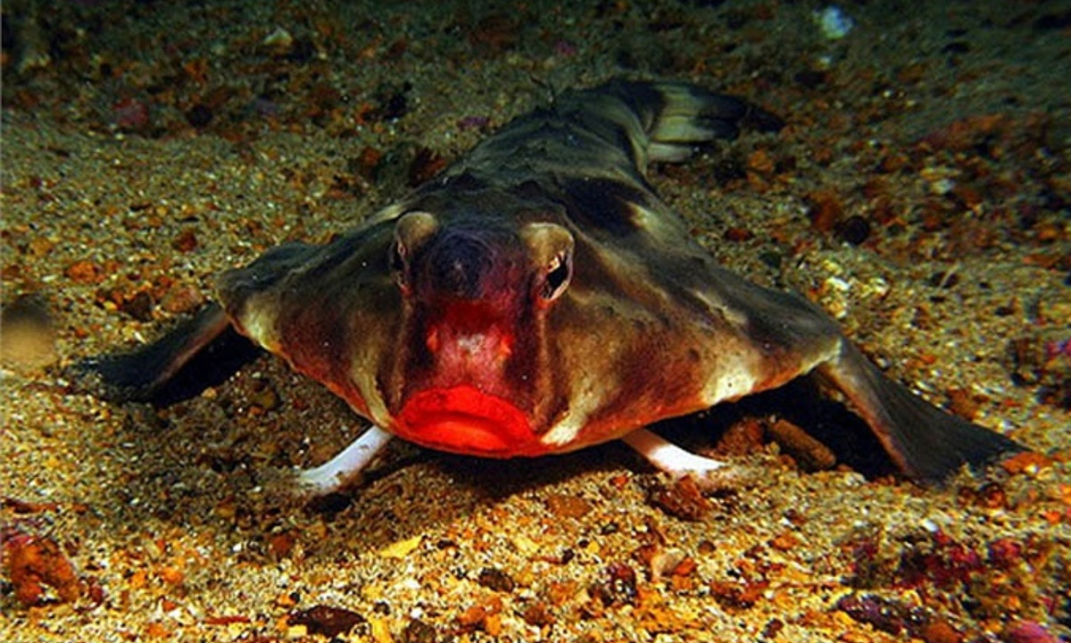 Và đôi môi đỏ chính là sự cuốn hút chết người với các con mồi. (Nguồn: vtc.vn)