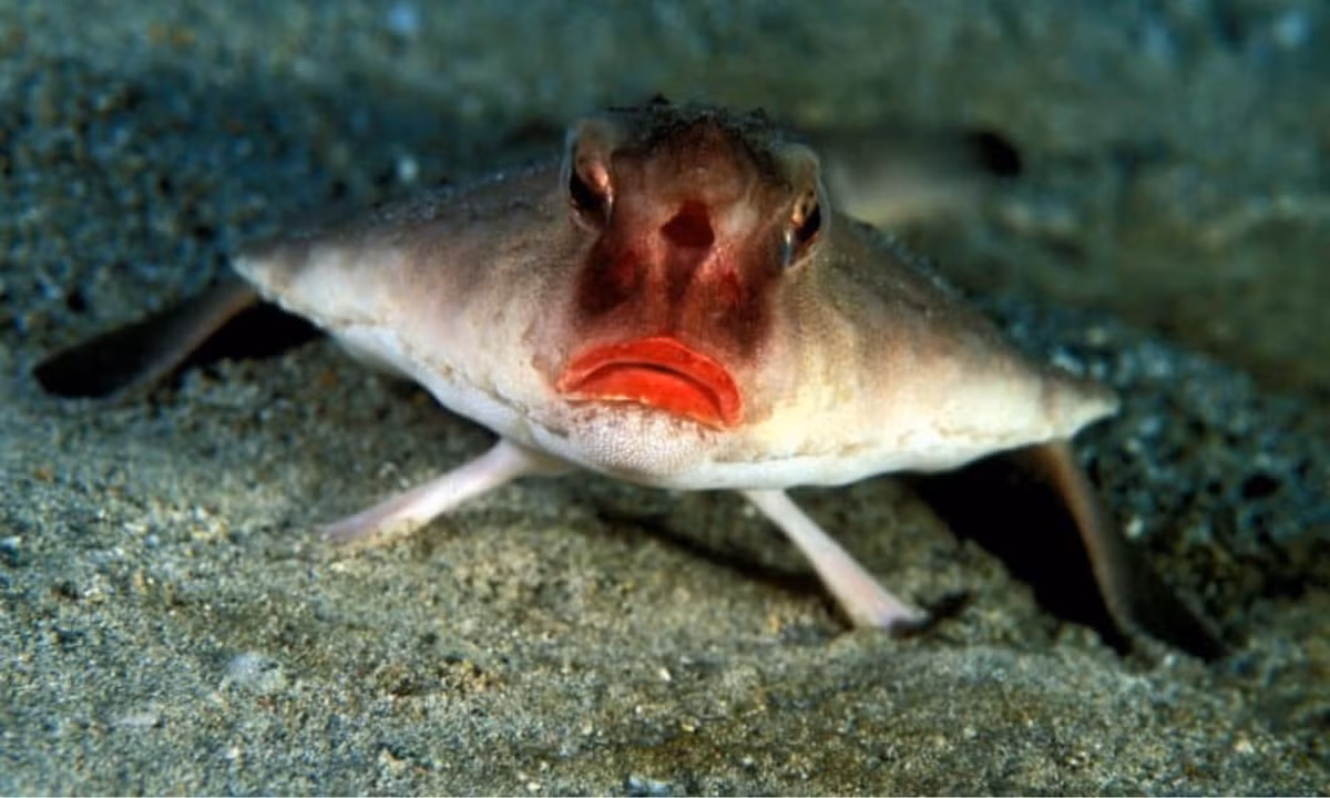 Cá dơi môi đỏ có thân dẹt tựa cá bơn, nhưng có cái đầu phồng lên như con cá ếch, với bộ phận giống cái mũi nhô ra giữa 2 mắt. (Nguồn: Fact Animal) 