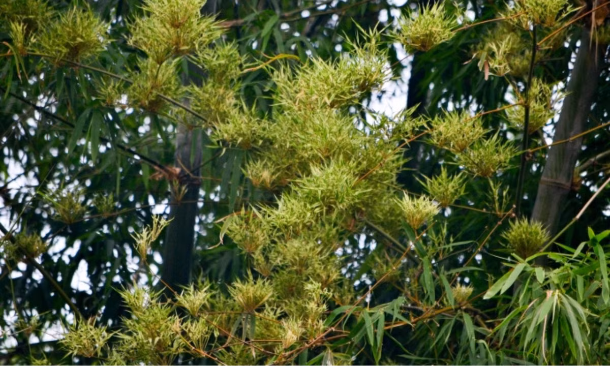 Tre thuộc nhóm thực vật sống nhiều năm nhưng chỉ nở hoa duy nhất một lần. Sau khi tre nở hoa một lần duy nhất rồi ra quả, cây sẽ bị lụi tàn và sau đó chết ngay. (Nguồn: Báo Giao Thông)