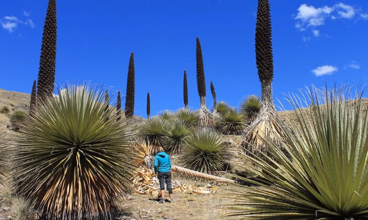 Với việc phải sống trên độ cao 3.000 - 4.800m cùng điều kiện khí hậu vô cùng khắc nghiệt, cây Puya raimondii cần khoảng thời gian rất lâu, từ 80-150 năm để dự trữ đủ dưỡng chất phục vụ cho lần sinh sản đầu tiên và cũng là cuối cùng trong đời. (Nguồn: Pikes on Bies)