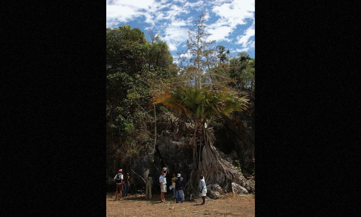 Hiện nay tại Madagascar, số lượng cá thể ngoài tự nhiên của Tahina chưa đến 100 nên loài cọ này được liệt vào danh sách cực kỳ nguy cấp. (Nguồn: Palmpedia)