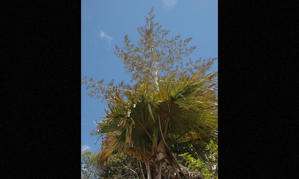 4. Cọ Madagascar: 100 năm/lần: loài cọ Tahina có kích cỡ khổng lồ tại Madagascar với chiều cao khoảng 20m. Chúng cũng là loài cọ lớn nhất tại đây nhưng điều khiến cọ Tahina trở nên đặc biệt, đó là chúng chỉ ra hoa, kết quả một lần trong đời và điều này chỉ xảy ra sau… 100 năm. (Nguồn: Wikipedia)