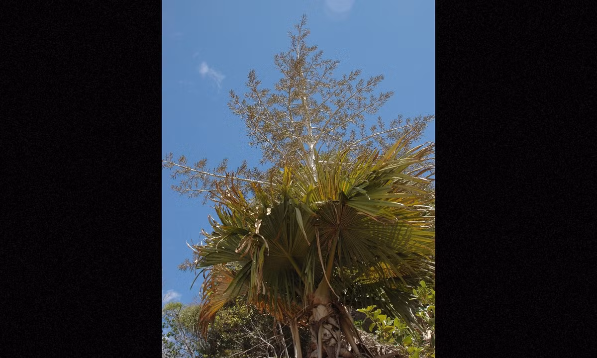 4. Cọ Madagascar: 100 năm/lần: loài cọ Tahina có kích cỡ khổng lồ tại Madagascar với chiều cao khoảng 20m. Chúng cũng là loài cọ lớn nhất tại đây nhưng điều khiến cọ Tahina trở nên đặc biệt, đó là chúng chỉ ra hoa, kết quả một lần trong đời và điều này chỉ xảy ra sau… 100 năm. (Nguồn: Wikipedia)