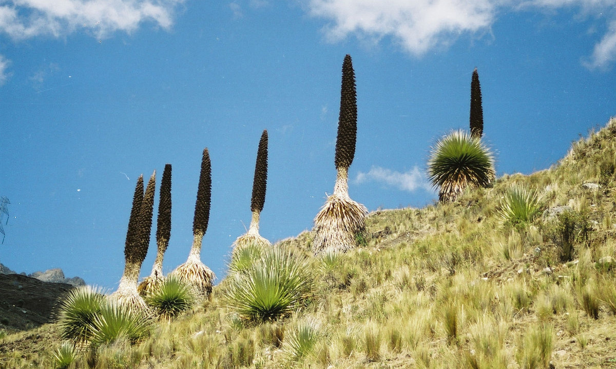 5. "Nữ hoàng của Andes": 80 - 150 năm/lần. Loài cây được mệnh danh “nữ hoàng của dãy Andes” này chỉ được tìm thấy ở Peru và Bolivia. “Nữ hoàng” là cây thuộc họ Dứa, có tên gọi là Puya raimondii, cao khoảng 3-4m. (Nguồn: Wikipedia)