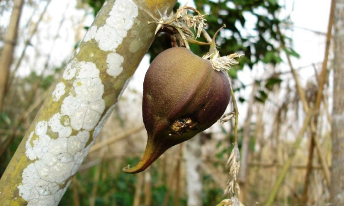 2. Cây Melocanna Baccifera: 44 - 48 năm/lần. Đây là cây thuộc họ tre, trúc, chiếm phần lớn số lượng các loài cây cùng họ tại Ấn Độ. Cây chỉ cho hoa mỗi 44 - 48 năm/lần, thậm chí là lâu hơn. (Nguồn: Toplist.vn)