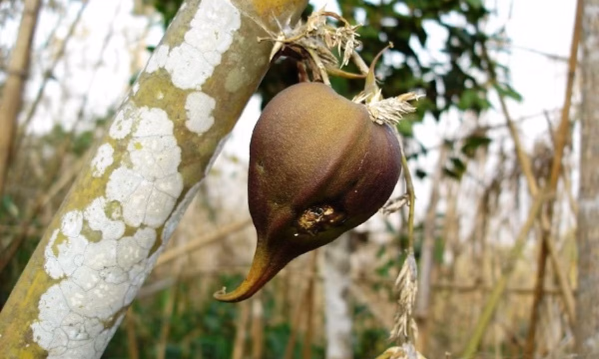 2. Cây Melocanna Baccifera: 44 - 48 năm/lần. Đây là cây thuộc họ tre, trúc, chiếm phần lớn số lượng các loài cây cùng họ tại Ấn Độ. Cây chỉ cho hoa mỗi 44 - 48 năm/lần, thậm chí là lâu hơn. (Nguồn: Toplist.vn)