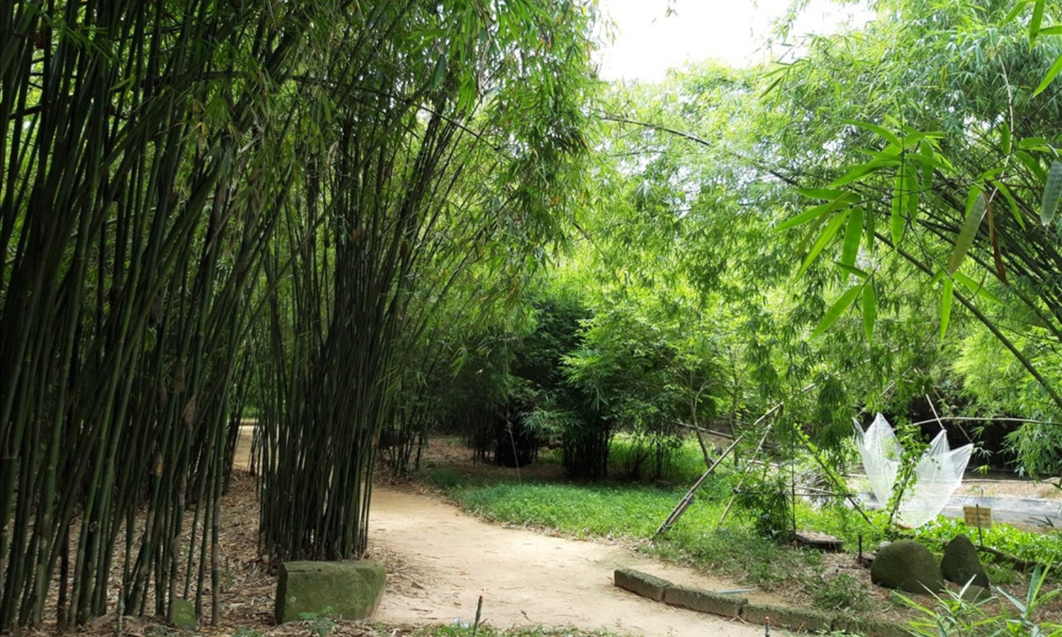 3. Tre Việt Nam: 60 - 100 năm/lần: loài hoa mà theo kinh nghiệm truyền lại, có chu kỳ nở hoa từ 60 - 100 năm. (Nguồn: VOVTV)