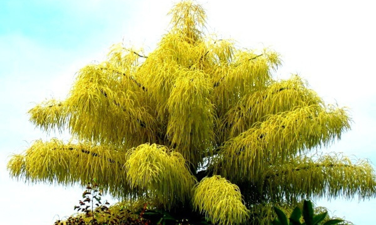 Loài cọ này chỉ nở hoa một lần trong khoảng 30 - 80 năm tuổi. Sau khi hoa nở, vòng đời của cây cũng khép lại do tất cả dinh dưỡng dự trữ đều dành cho quá trình tạo quả. (Nguồn: Toplist.vn)