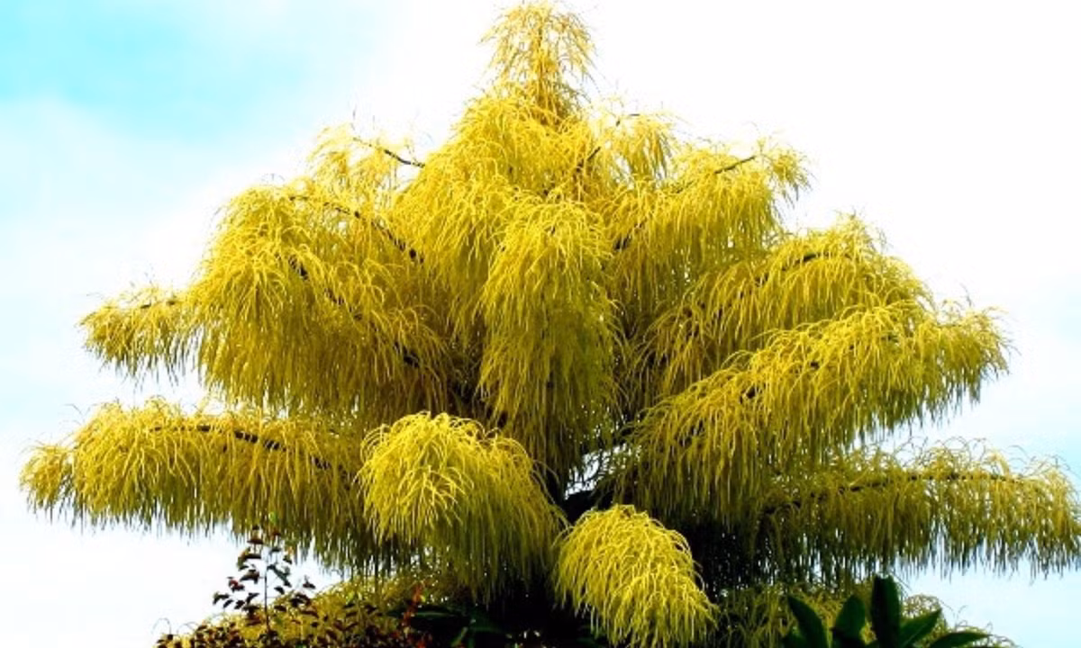 Loài cọ này chỉ nở hoa một lần trong khoảng 30 - 80 năm tuổi. Sau khi hoa nở, vòng đời của cây cũng khép lại do tất cả dinh dưỡng dự trữ đều dành cho quá trình tạo quả. (Nguồn: Toplist.vn)