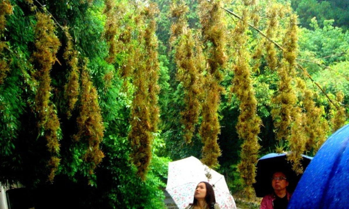 Nhưng những người dân bản địa thì mong sự kiện này diễn ra lâu hơn nữa, thậm chí nếu... không xảy ra nữa cũng tốt. Nguyên do là bởi quá trình phát tán hạt giống của cây thu hút rất nhiều loài động vật gặm nhấm và một trong số đó là chuột đen. (Nguồn: Toplist.vn)