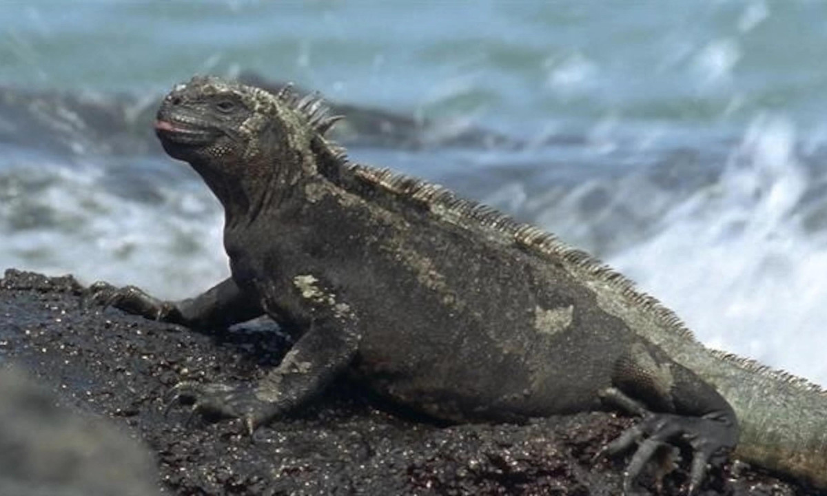 Chúng được coi là dễ bị tổn thương và được bảo vệ ở Ecuador. Mặc dù có khả năng thích ứng tuyệt vời nhưng các chiến lược chống săn mồi của chúng vẫn chưa được phát triển. (Nguồn: National Geographic)