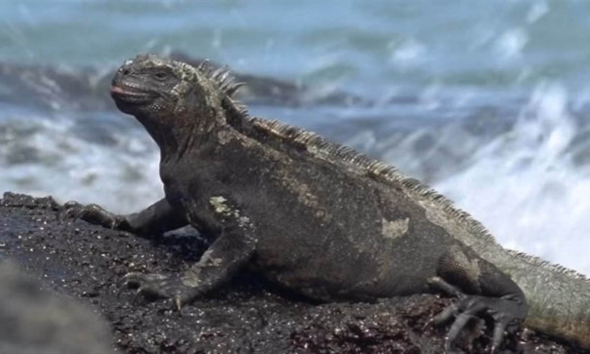 Chúng được coi là dễ bị tổn thương và được bảo vệ ở Ecuador. Mặc dù có khả năng thích ứng tuyệt vời nhưng các chiến lược chống săn mồi của chúng vẫn chưa được phát triển. (Nguồn: National Geographic)