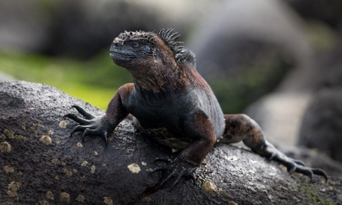 Kỳ nhông biển thu nhỏ kích thước để tồn tại trong tình trạng khan hiếm thức ăn. Trên đảo, thức ăn khan hiếm và nguồn thức ăn duy nhất của chúng đôi khi là tảo biển và rong biển dưới nước. (Nguồn: unc.edu)