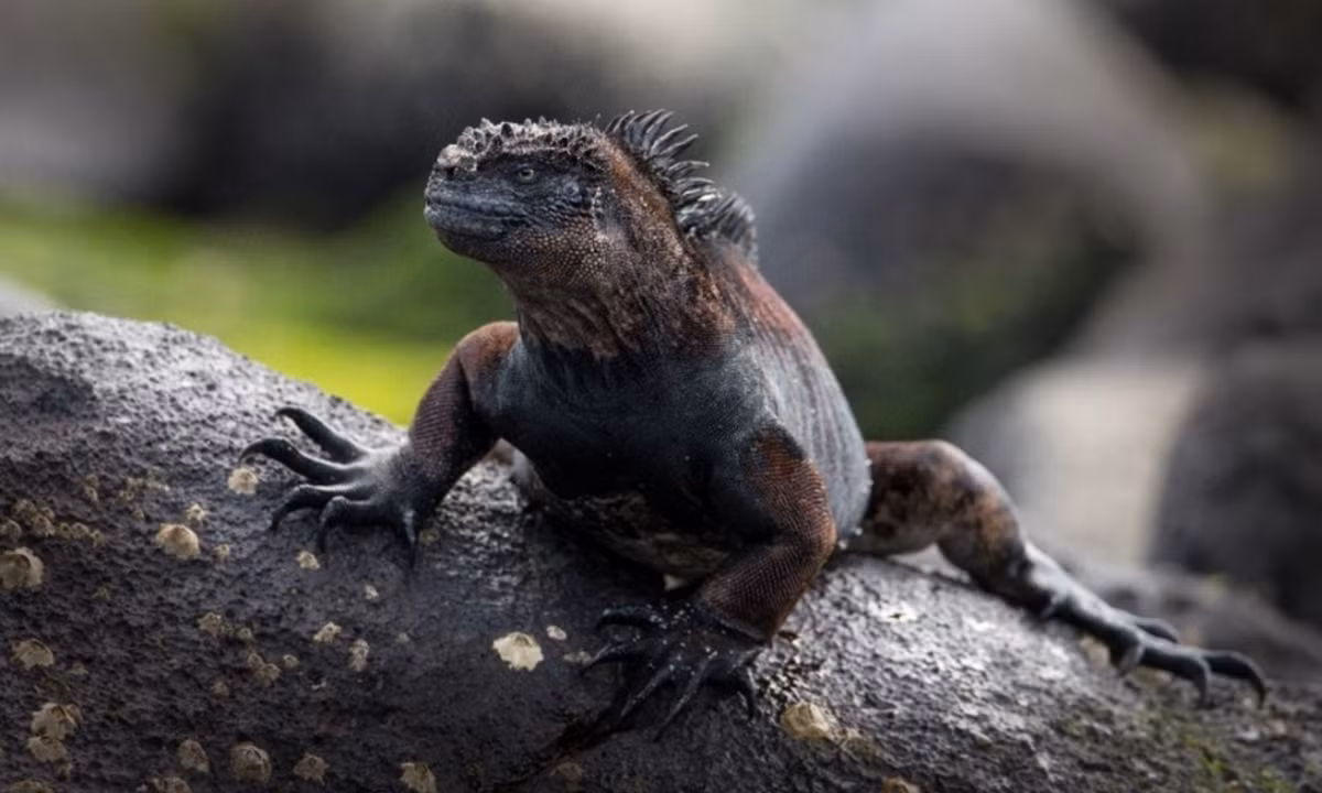 Kỳ nhông biển thu nhỏ kích thước để tồn tại trong tình trạng khan hiếm thức ăn. Trên đảo, thức ăn khan hiếm và nguồn thức ăn duy nhất của chúng đôi khi là tảo biển và rong biển dưới nước. (Nguồn: unc.edu)