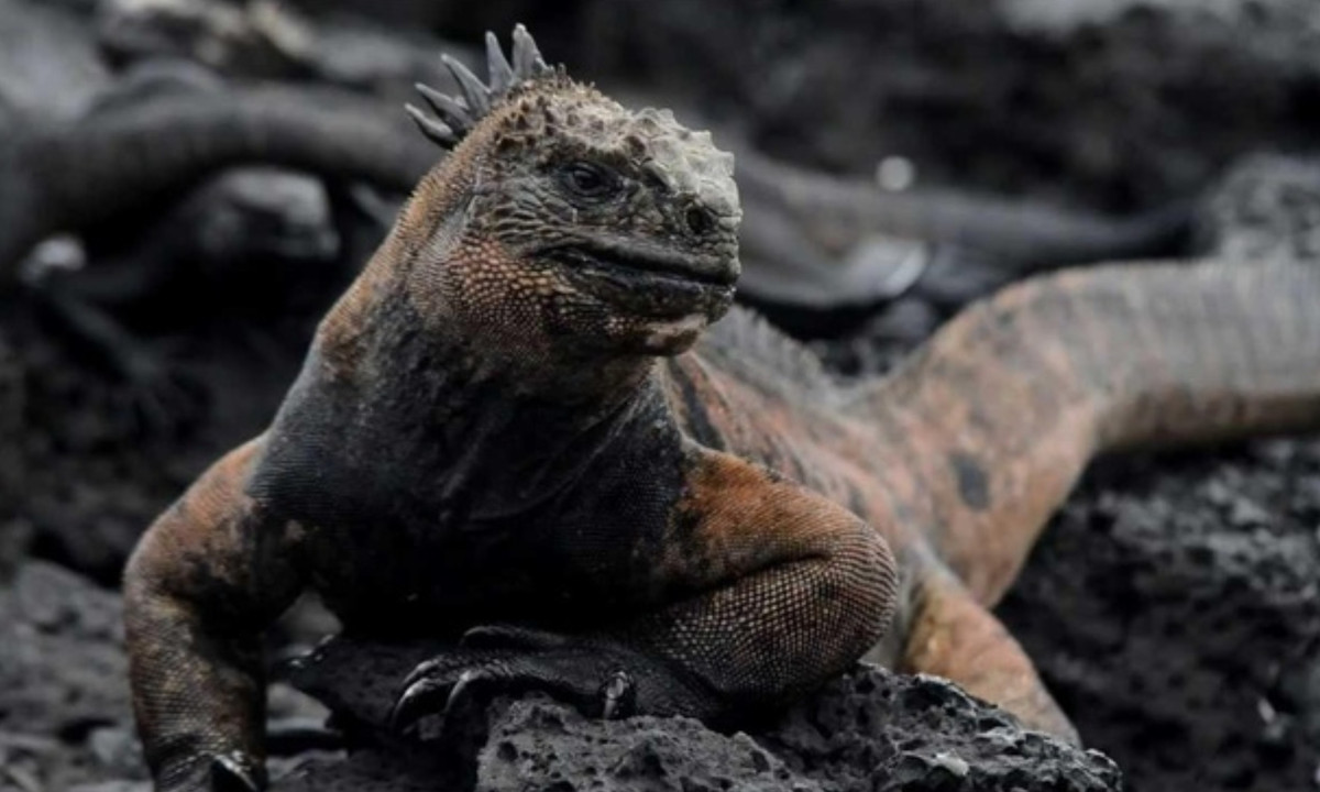 Kỳ nhông biển là động vật ăn cỏ hiền lành, chúng ăn tảo xanh và đỏ được tìm thấy ở vùng biển Galapagos. (Nguồn: Zing News)