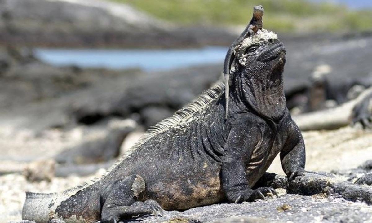 Các vảy trên đỉnh đầu của loài thằn lằn này có hình nón và nhọn, chúng có các chi ngắn khỏe và thân hình chắc nịch. (Nguồn: Genk)