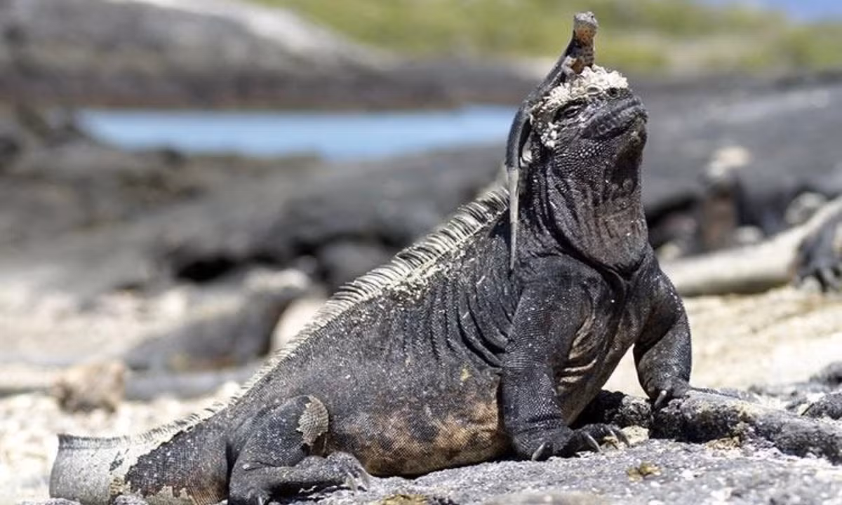 Các vảy trên đỉnh đầu của loài thằn lằn này có hình nón và nhọn, chúng có các chi ngắn khỏe và thân hình chắc nịch. (Nguồn: Genk)