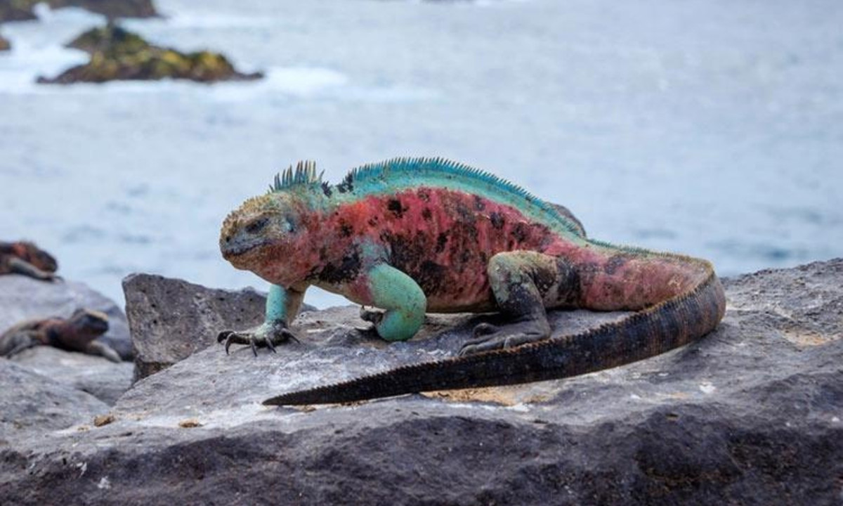 Trên thực tế, loài kỳ nhông biển có thể khác nhau về ngoại hình giữa các hòn đảo khác nhau. Trên đảo Española và Floreana, chúng chuyển sang màu đỏ tươi và xanh lục, và được gọi một cách khéo léo là "Cự đà Giáng sinh". Màu sắc của chúng đến từ sắc tố được tiêu hóa từ việc ăn tảo biển. (Nguồn: Genk)