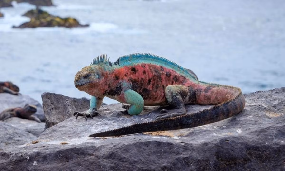 Trên thực tế, loài kỳ nhông biển có thể khác nhau về ngoại hình giữa các hòn đảo khác nhau. Trên đảo Española và Floreana, chúng chuyển sang màu đỏ tươi và xanh lục, và được gọi một cách khéo léo là "Cự đà Giáng sinh". Màu sắc của chúng đến từ sắc tố được tiêu hóa từ việc ăn tảo biển. (Nguồn: Genk)