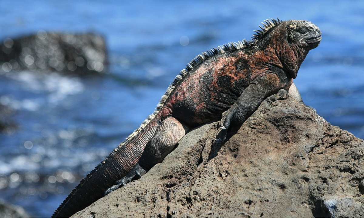 Trên bờ đá, kỳ nhông biển có mối quan hệ tương hỗ với những con thằn lằn dung nham chạy qua chúng để săn ruồi. Những con cự đà để chúng ở đó và dựa vào chúng để đuổi ruồi. Thằn lằn dung nham kiếm thức ăn và thằn lằn có thể yên bình tắm nắng. (Nguồn: Wikipedia)
