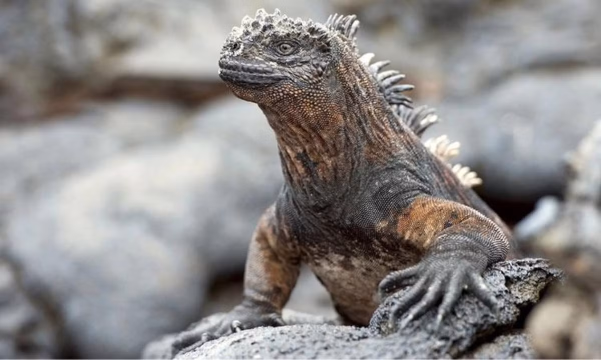 Kỳ nhông biển Marine Iguanas sở hữu các đặc điểm rất giống với loài rồng trong truyền thuyết, bao gồm một hàng gai kéo dài từ gáy, dọc theo lưng cho đến đuôi. (Nguồn: Genk)