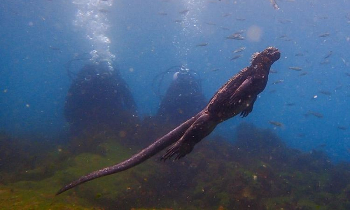 Chiều dài của chúng thường dao động từ 60 đến 100 cm và nặng tối đa là 11 kg. Kích thước của chúng phần lớn phụ thuộc vào lượng thức ăn có sẵn trên đảo. (Nguồn: Genk)