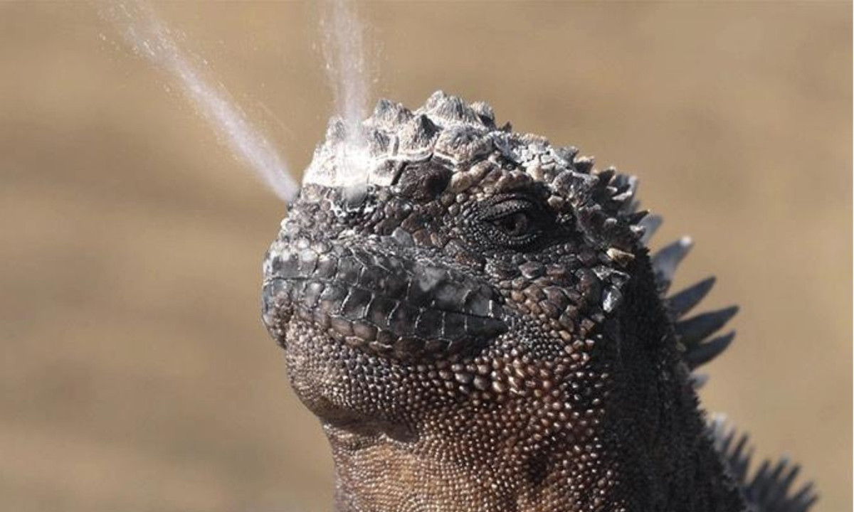 Một đặc điểm thú vị của kỳ nhông biển là các tuyến thích nghi đặc biệt làm sạch lượng muối thừa mà chúng hấp thụ khi ở trong đại dương. Chúng thường xuyên "hắt hơi" ra muối từ lỗ mũi và đào thải muối ra khỏi cơ thể. Loại muối này thường rơi trên đầu chúng, tạo thành cặn trắng. (Nguồn: Genk)