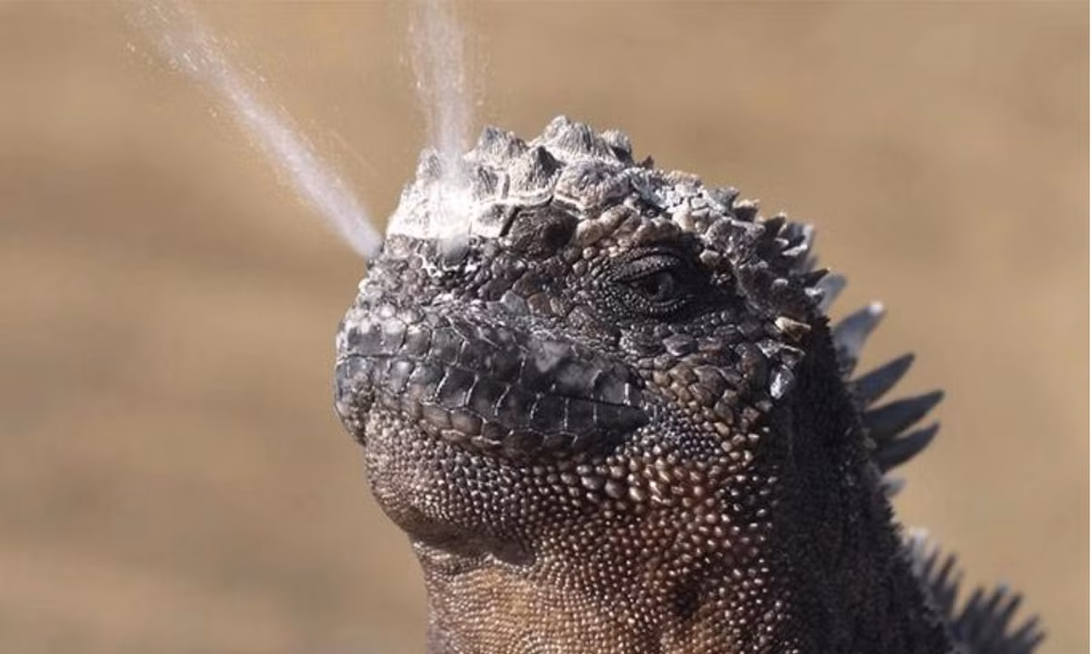 Một đặc điểm thú vị của kỳ nhông biển là các tuyến thích nghi đặc biệt làm sạch lượng muối thừa mà chúng hấp thụ khi ở trong đại dương. Chúng thường xuyên "hắt hơi" ra muối từ lỗ mũi và đào thải muối ra khỏi cơ thể. Loại muối này thường rơi trên đầu chúng, tạo thành cặn trắng. (Nguồn: Genk)