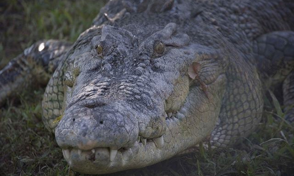Cá sấu Brutus thường xuyên xuất hiện trên sông Adelaide, nó nổi bật so với các cá thể cùng loài khác vì nhiều lý do hơn là kích thước tuyệt đối của mình. Brutus bị cụt một chân trước. (Nguồn: Báo Giao Thông) 