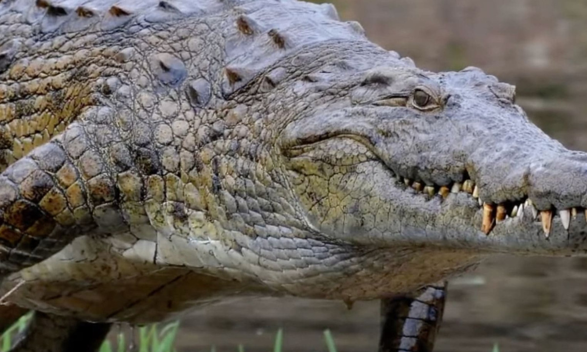 5. Cá sấu Gustave: là tên một “thủy quái” thuộc họ cá sấu sông Nile. Nó có trọng lượng đạt 907 kg với chiều dài từ đầu tới cuối đuôi là 5.1 mét. Quê hương của nó là Cộng hòa Burundi ở Đông Phi. (Nguồn: News18)